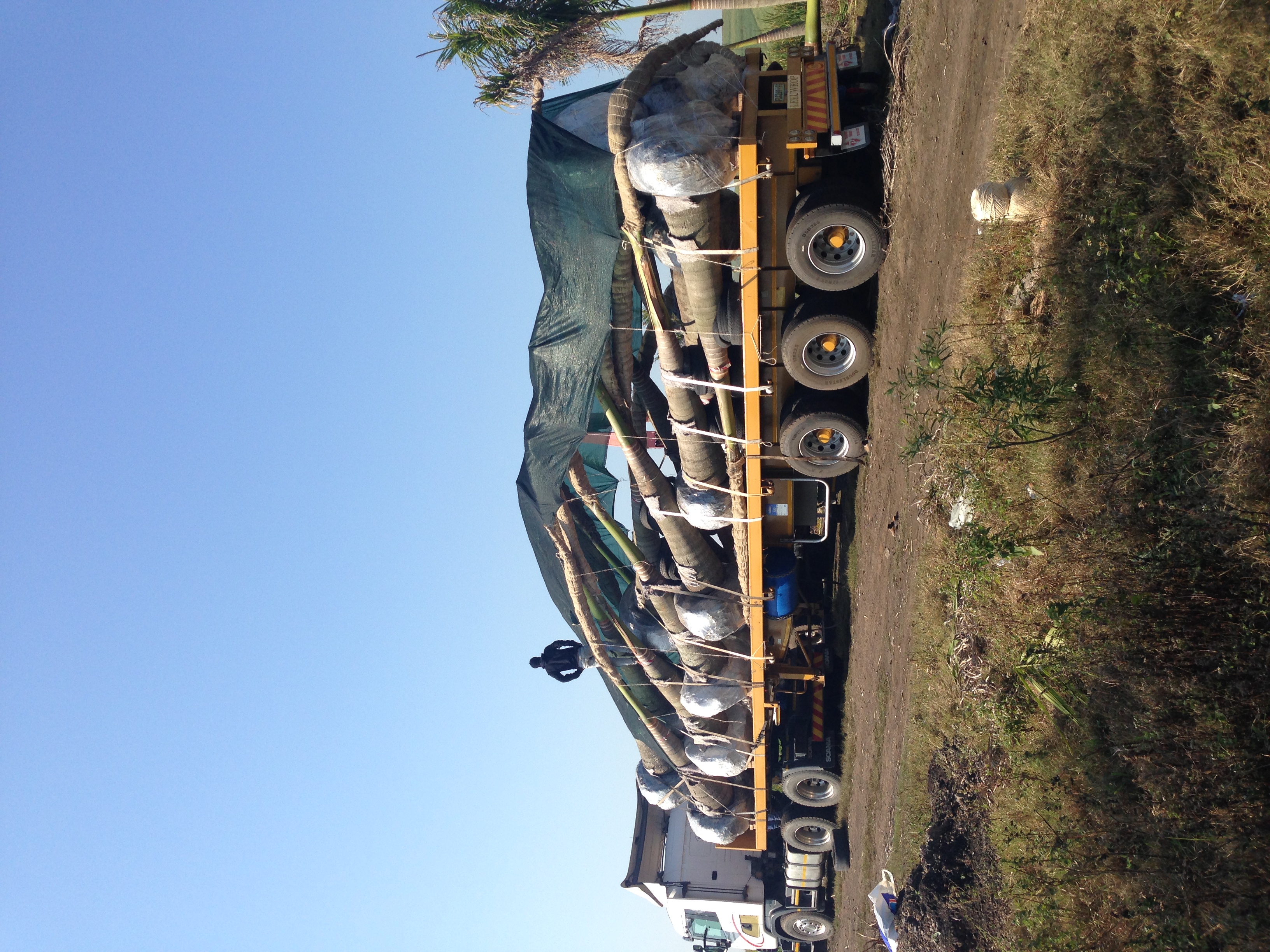 Mature palms wrapped and loaded on a flatbed for cross-border export