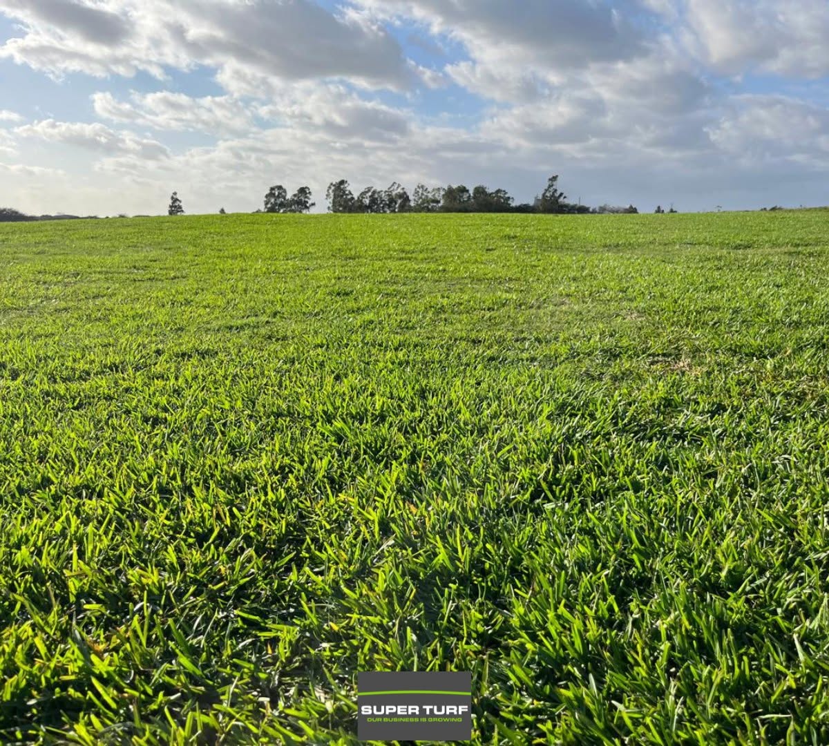 Super Turf instant lawn field