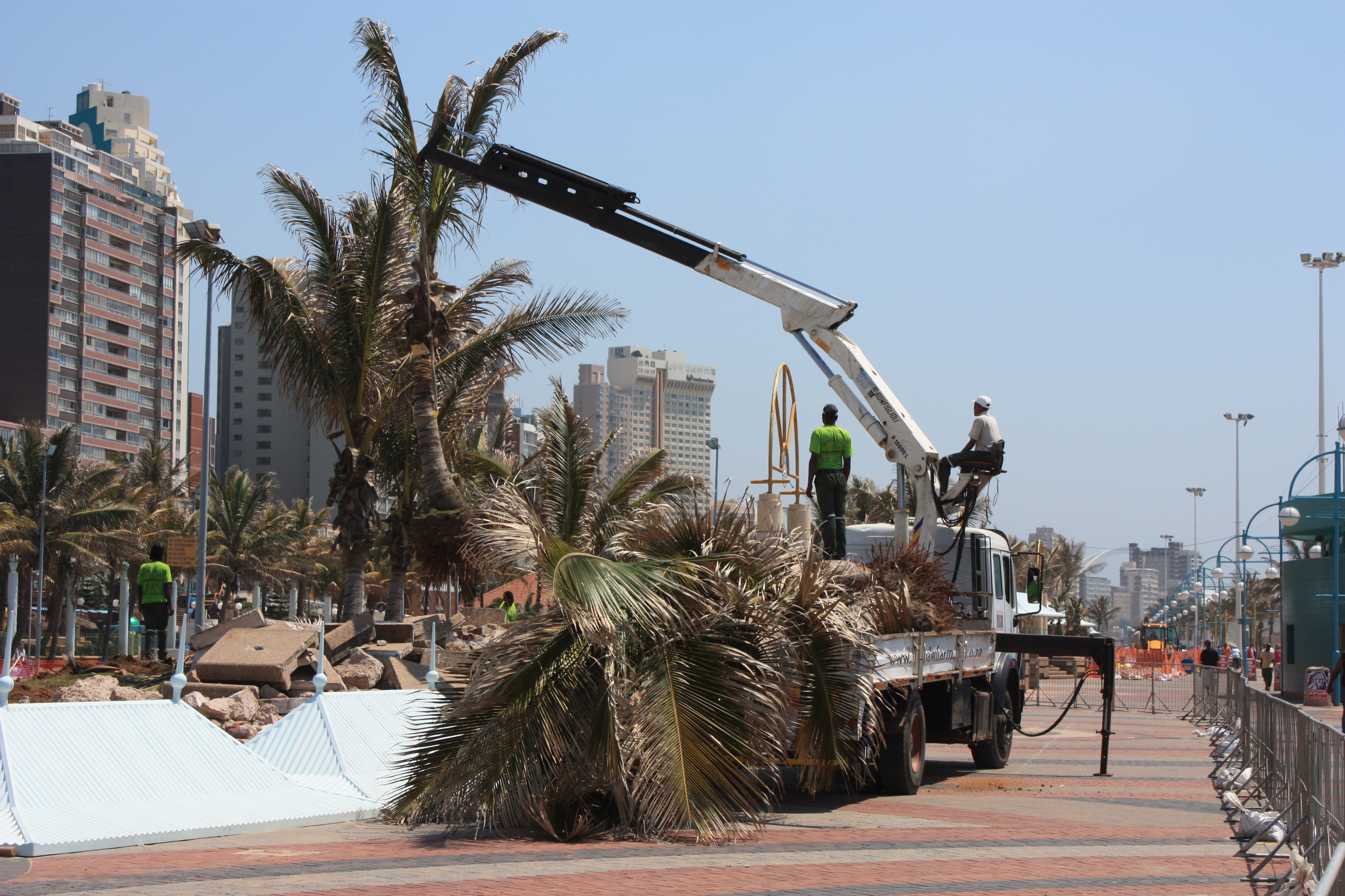 Crew loading mature palms during the Durban Beachfront Promenade relocation